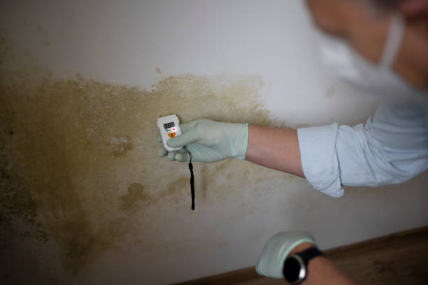 Best Bathroom Mold Remediation in Hurley, NM