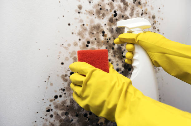 Best Residential Mold Remediation in Hurley, NM