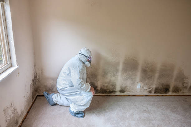 Reliable Hurley, NM Mold Remediation Solutions