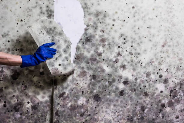 Best Health and Safety Mold Remediation in Hurley, NM