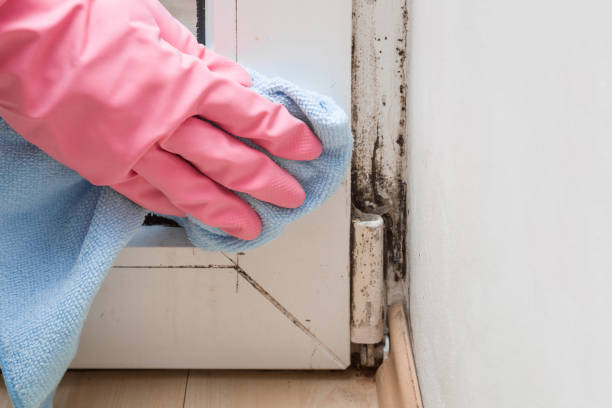 Best Black Mold Remediation in Hurley, NM