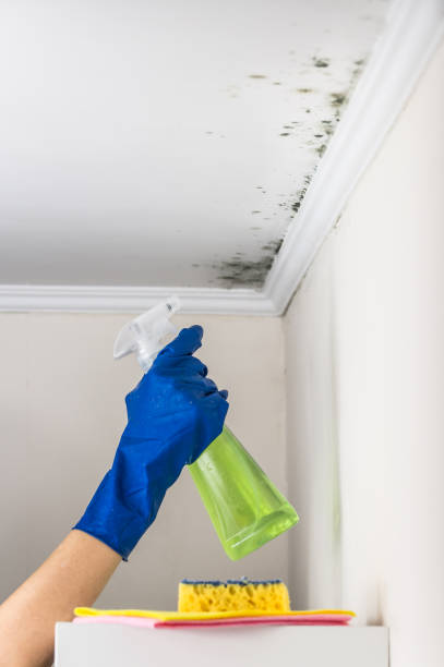 Best Commercial Mold Remediation in Hurley, NM